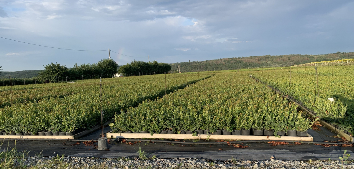 Сучасні технології вирощування лохини на прикладі ФГ «Фруктовий сад АТ»